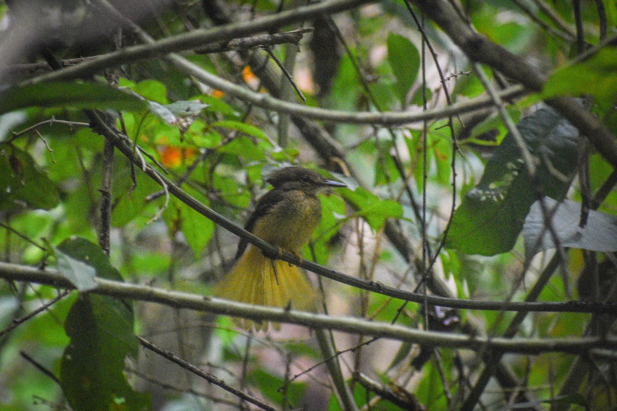 Tropical Royal Flycatcher (Northern) - ML615413404