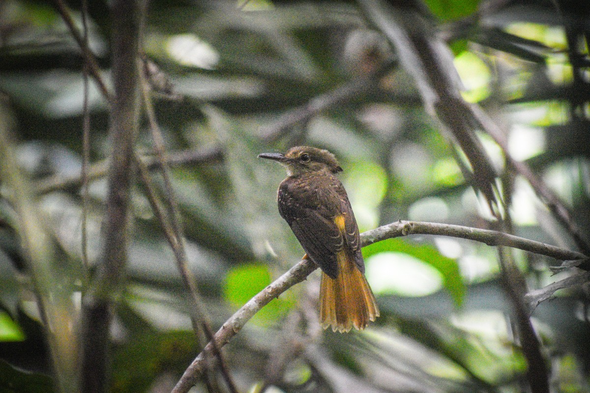 Tropical Royal Flycatcher (Northern) - ML615413405