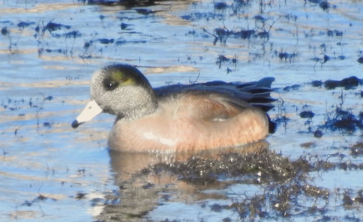 American Wigeon - ML615413421