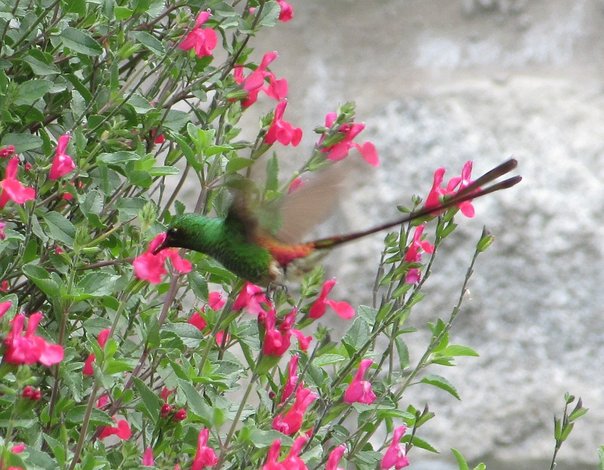 Colibrí Cometa - ML615413449