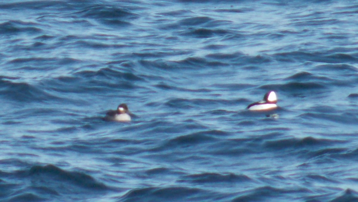 Bufflehead - ML615413451