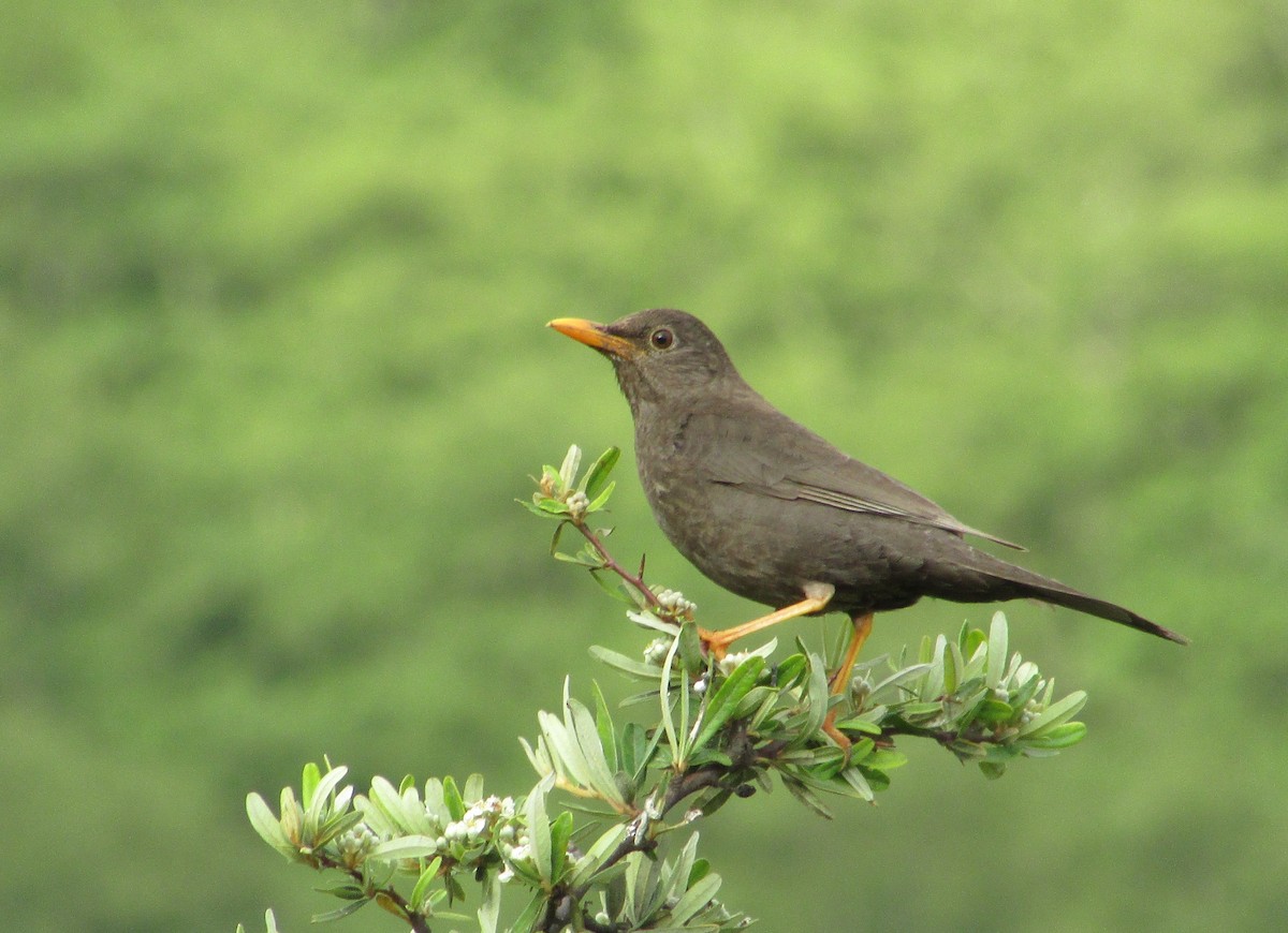 Chiguanco Thrush - Julián Lorenzi