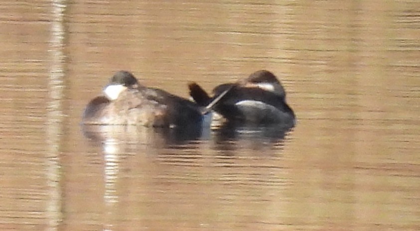 Schwarzkopf-Ruderente - ML615413489