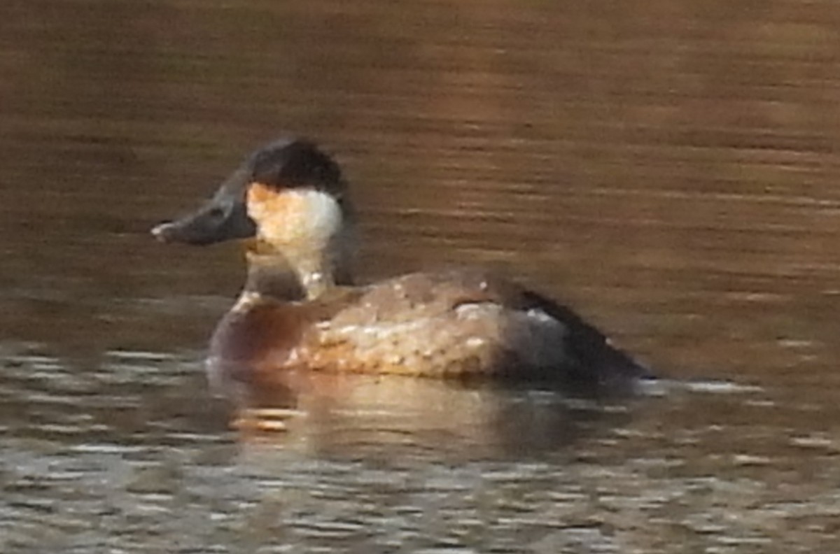 Schwarzkopf-Ruderente - ML615413490