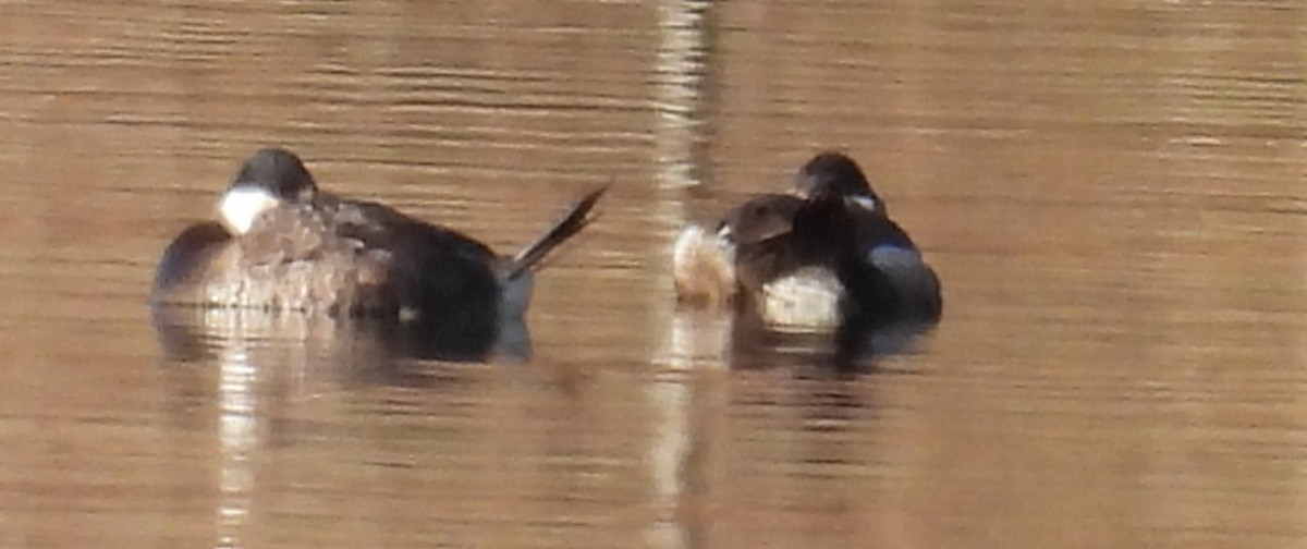 Schwarzkopf-Ruderente - ML615413491