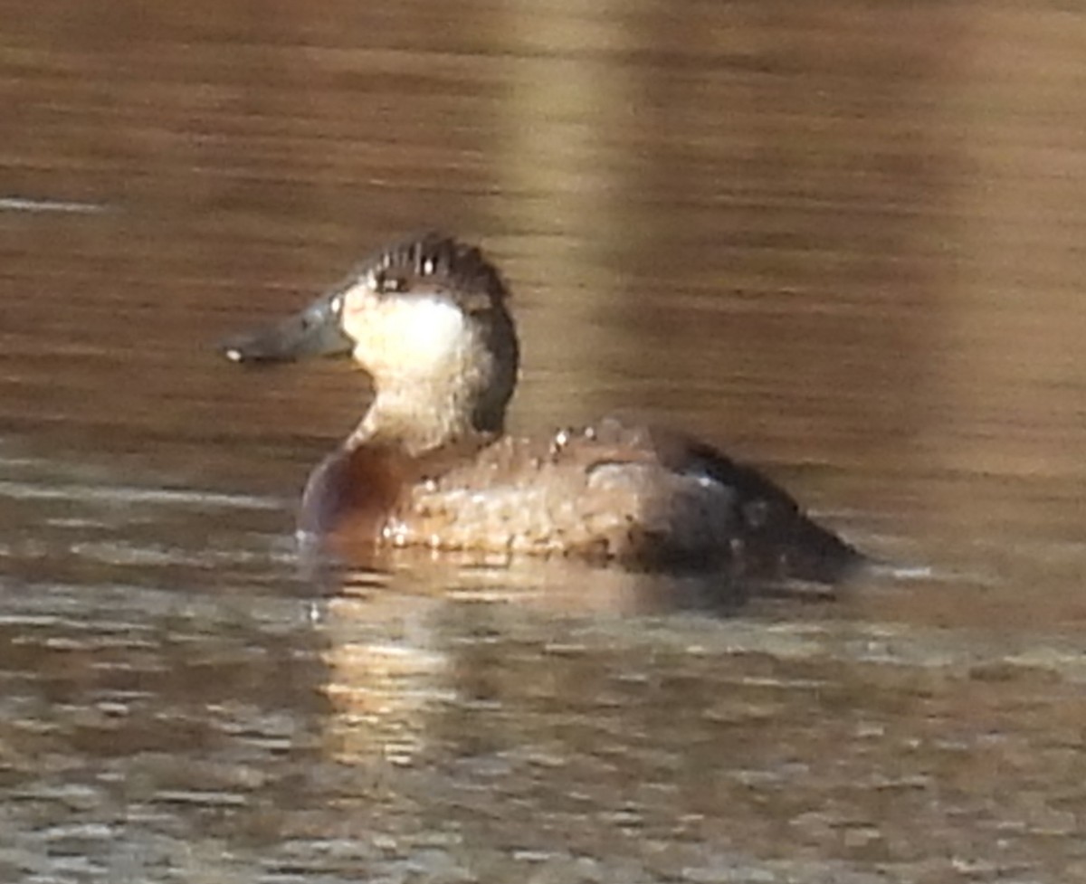 Schwarzkopf-Ruderente - ML615413492