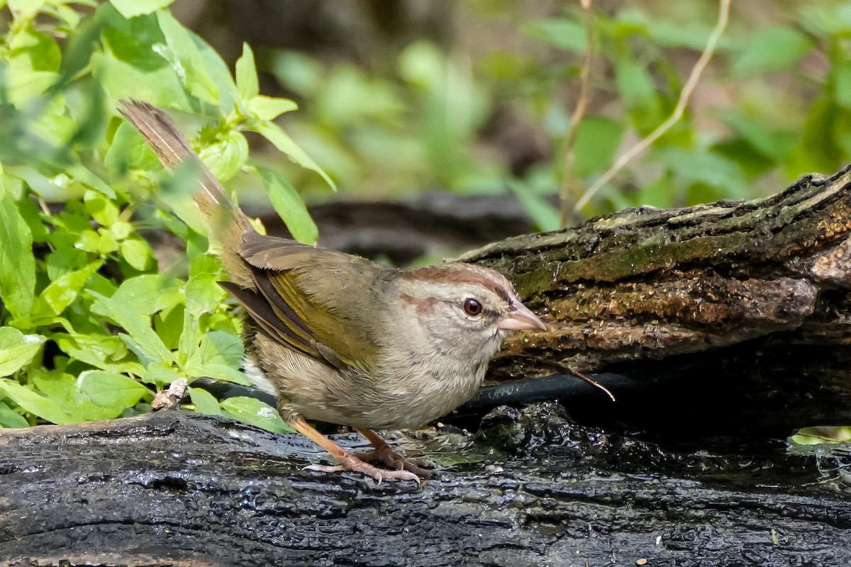 Olive Sparrow - ML615413507