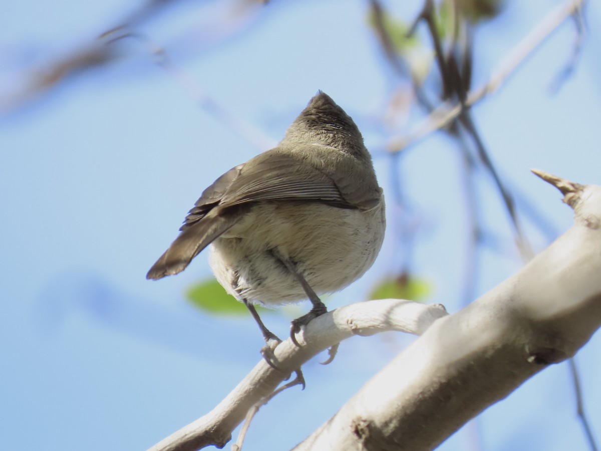 Oak Titmouse - ML615413510