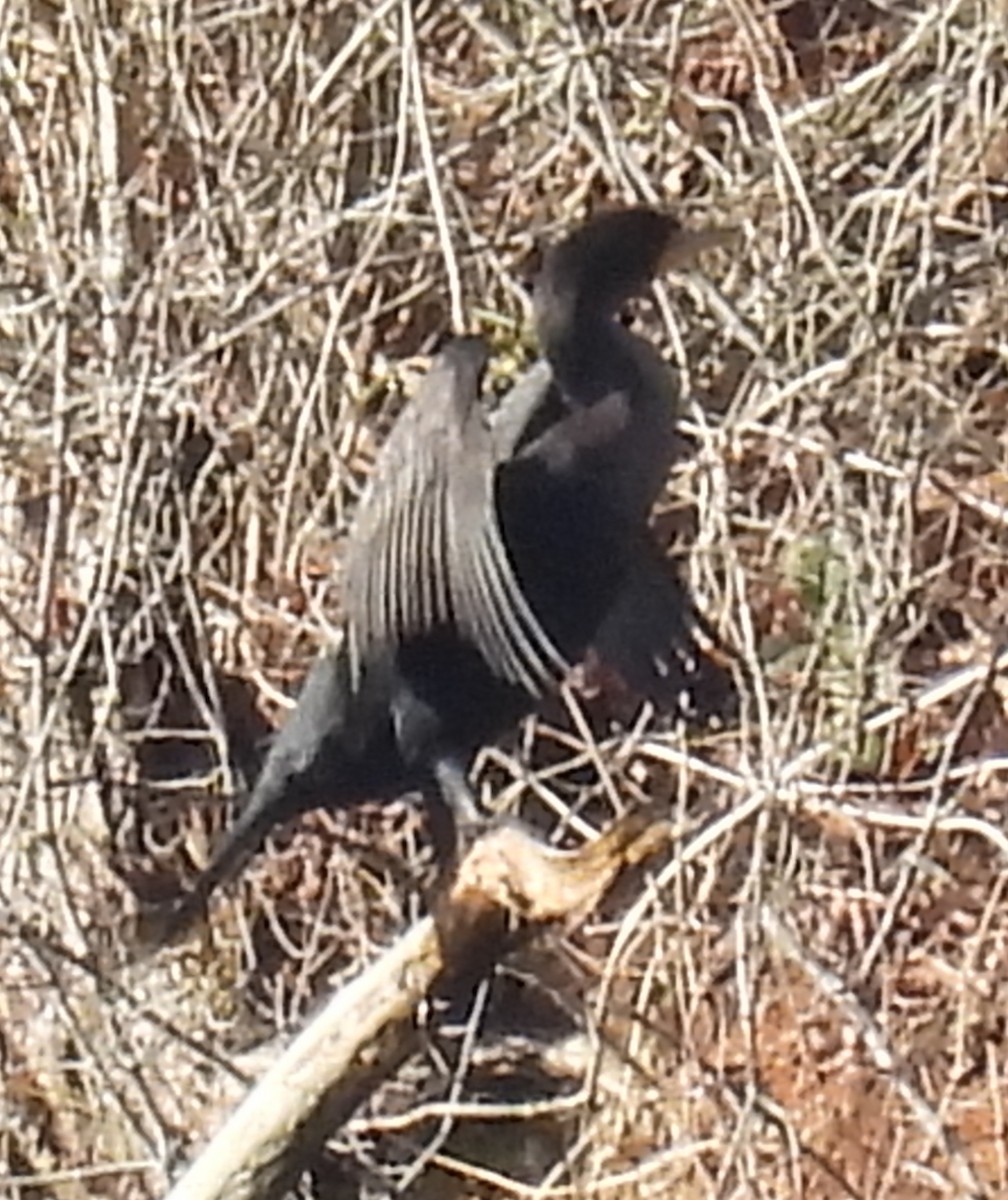 Ohrenscharbe - ML615413521