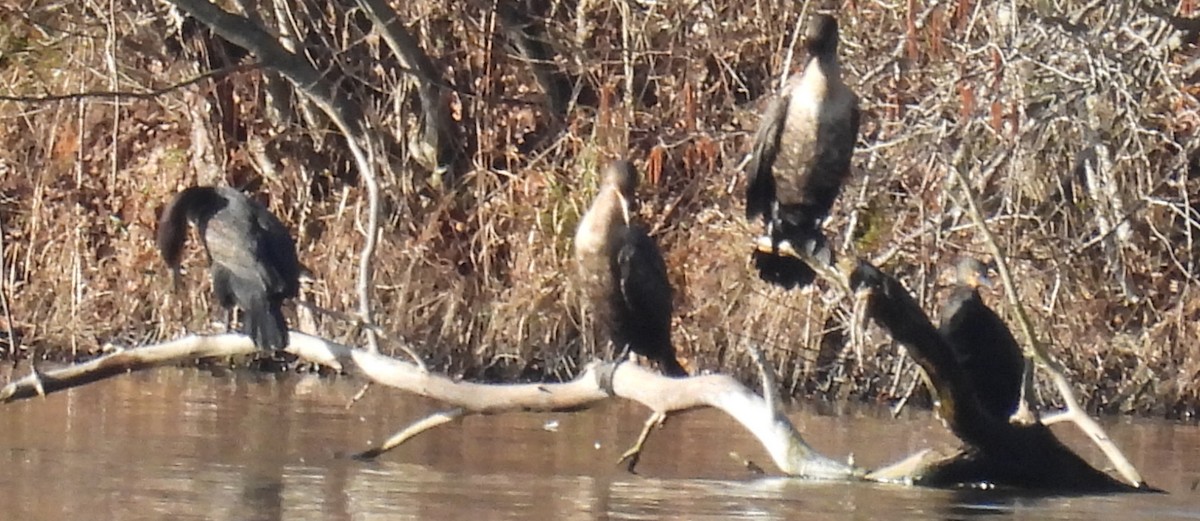 Ohrenscharbe - ML615413522