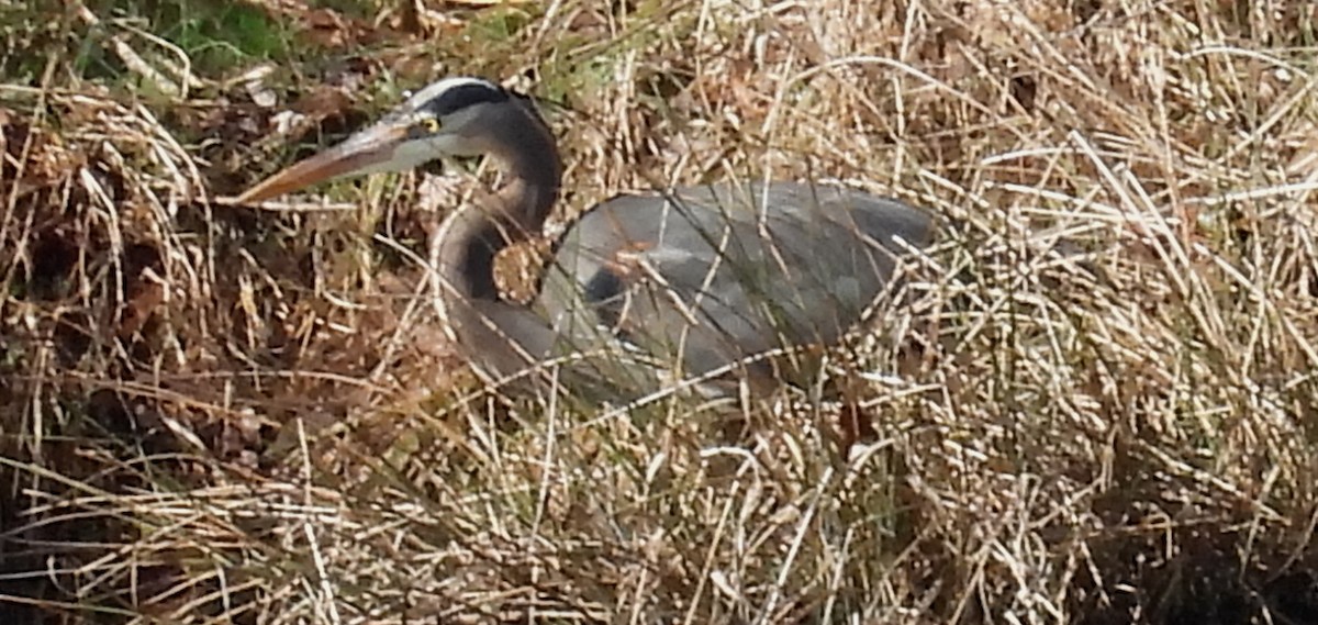 Kanadareiher [herodias-Gruppe] - ML615413543