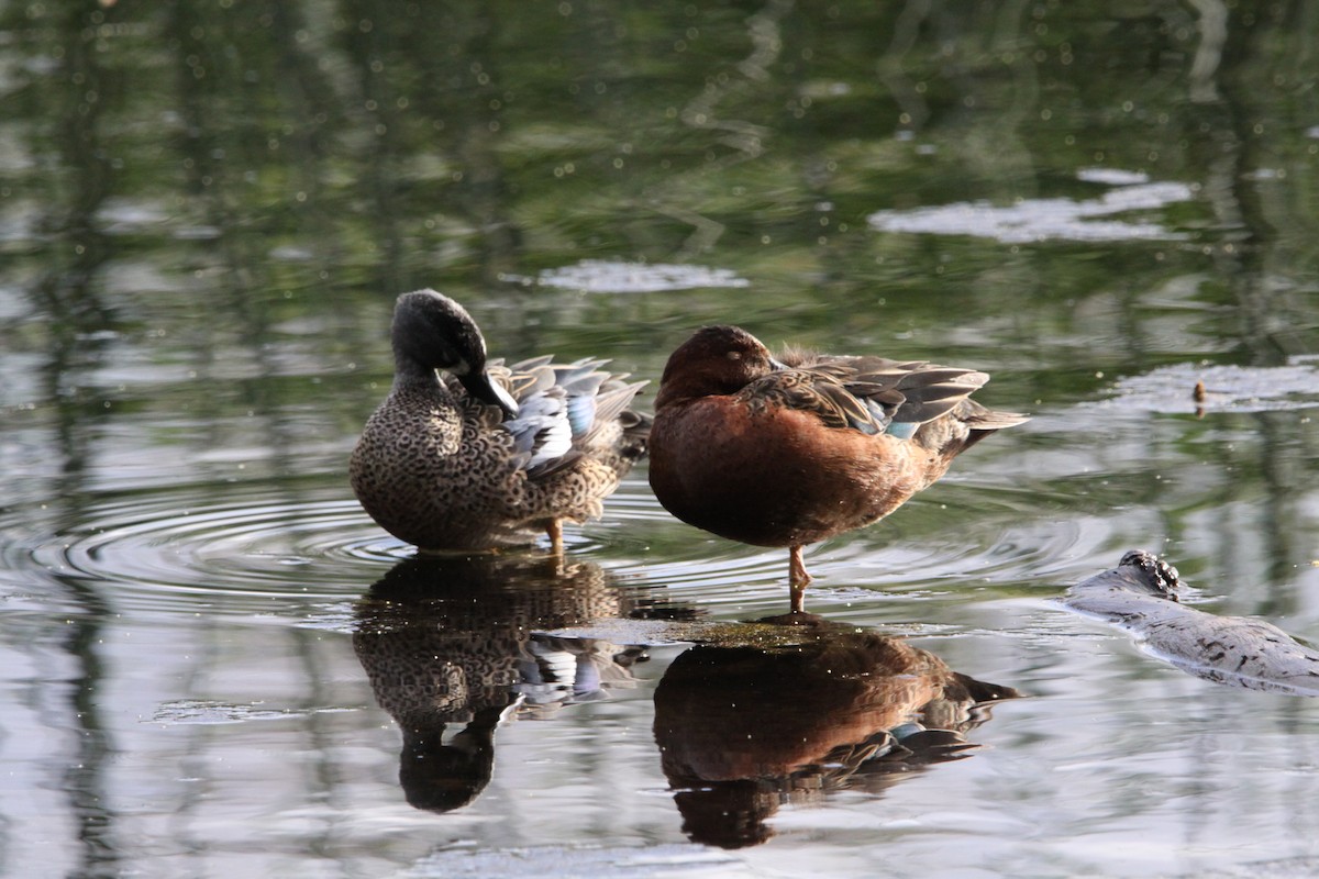 Blue-winged Teal - ML615413573