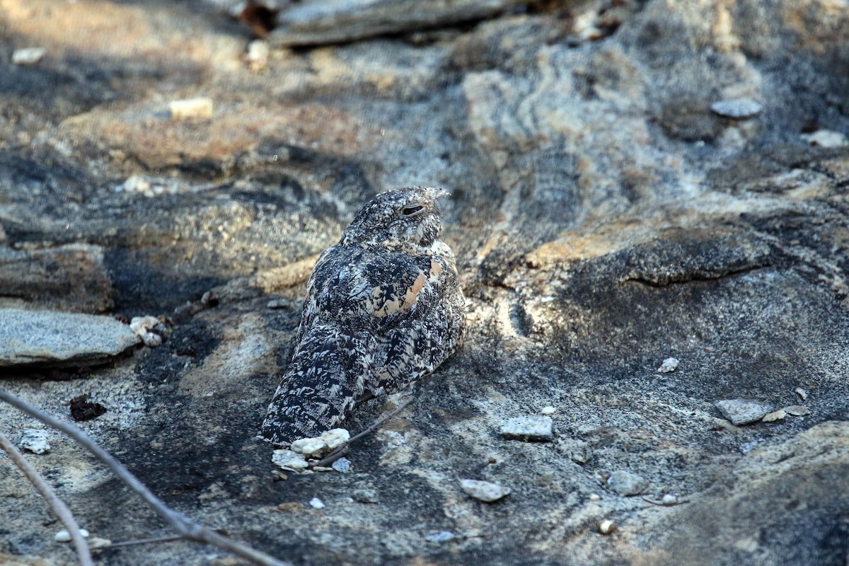 Pygmy Nightjar - David Lang