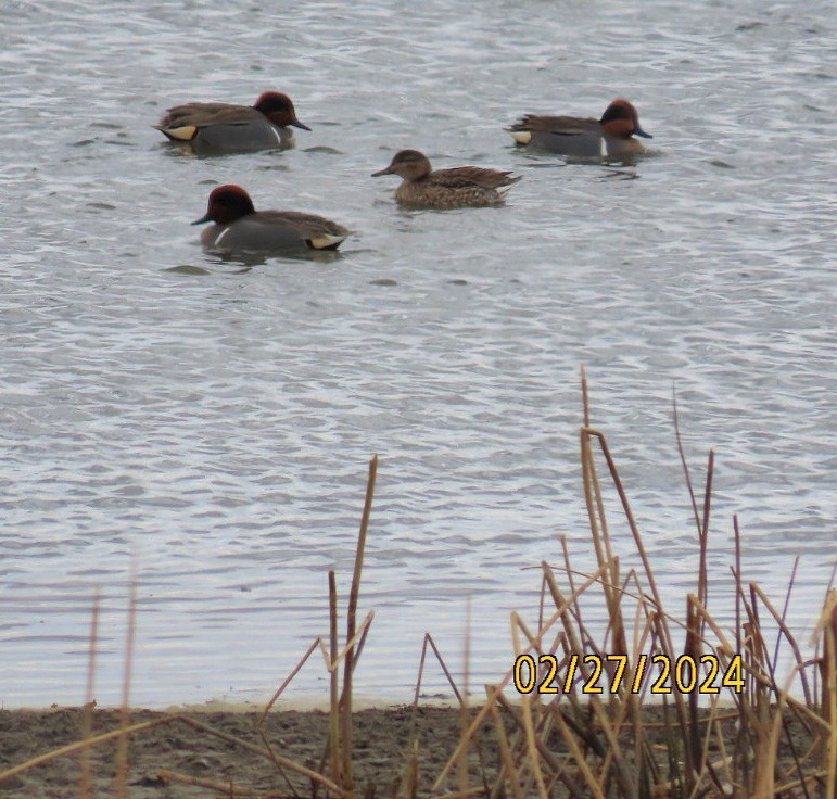 Green-winged Teal - ML615413607
