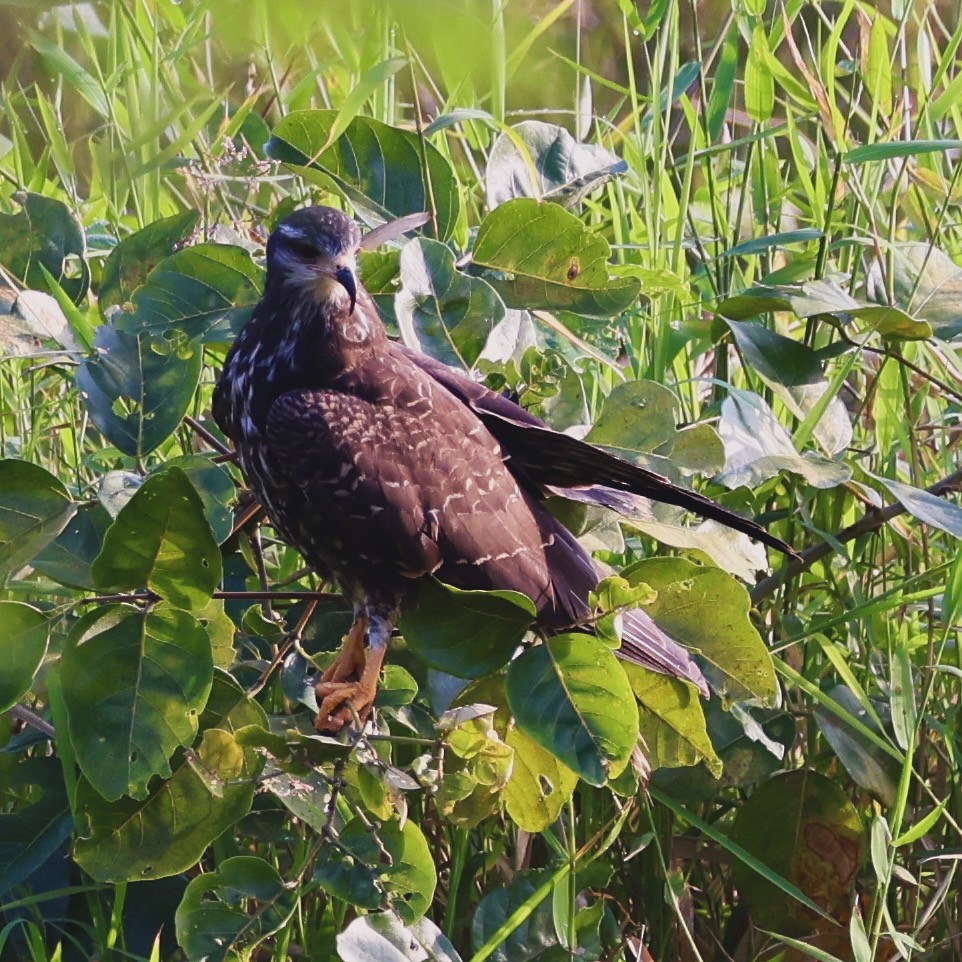 Schneckenbussard - ML615413614