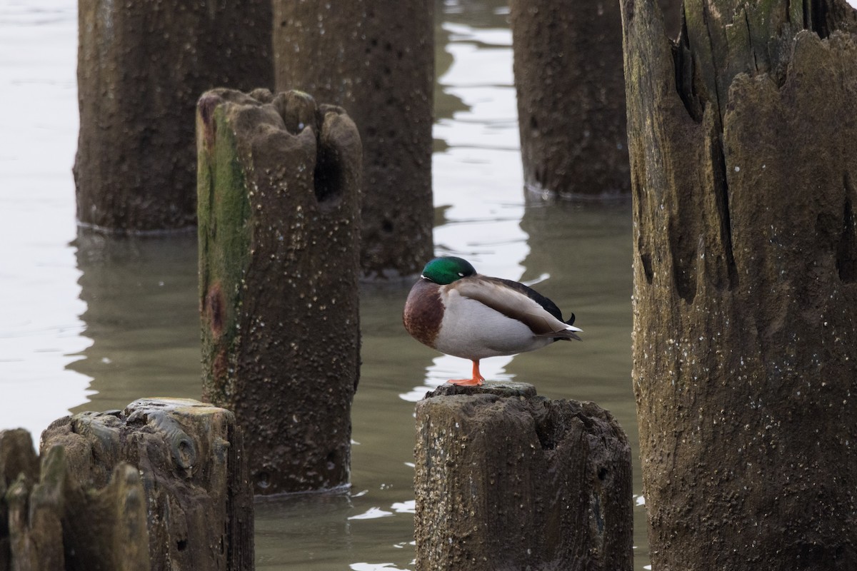 Canard colvert - ML615413646