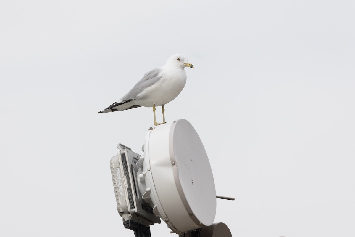 Ring-billed Gull - ML615413649