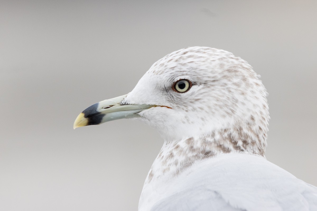 Ring-billed Gull - ML615413650