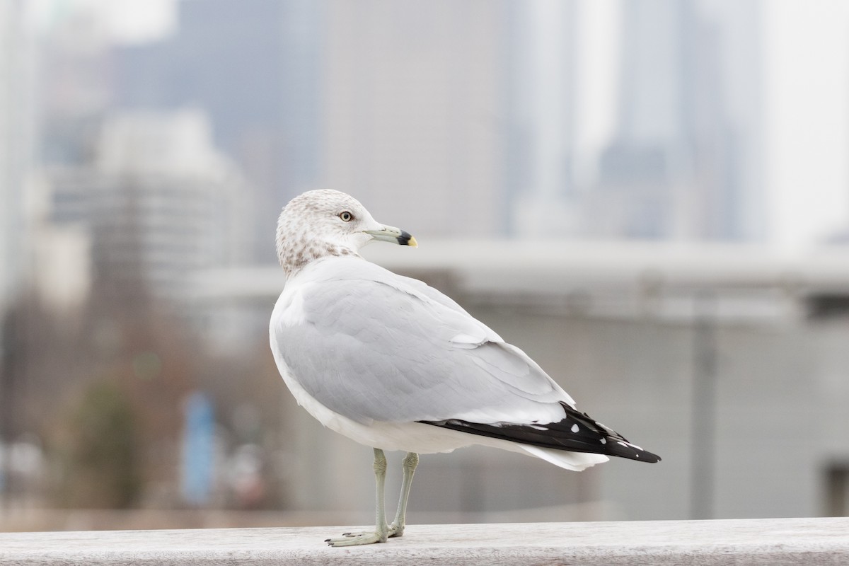 Ring-billed Gull - ML615413651