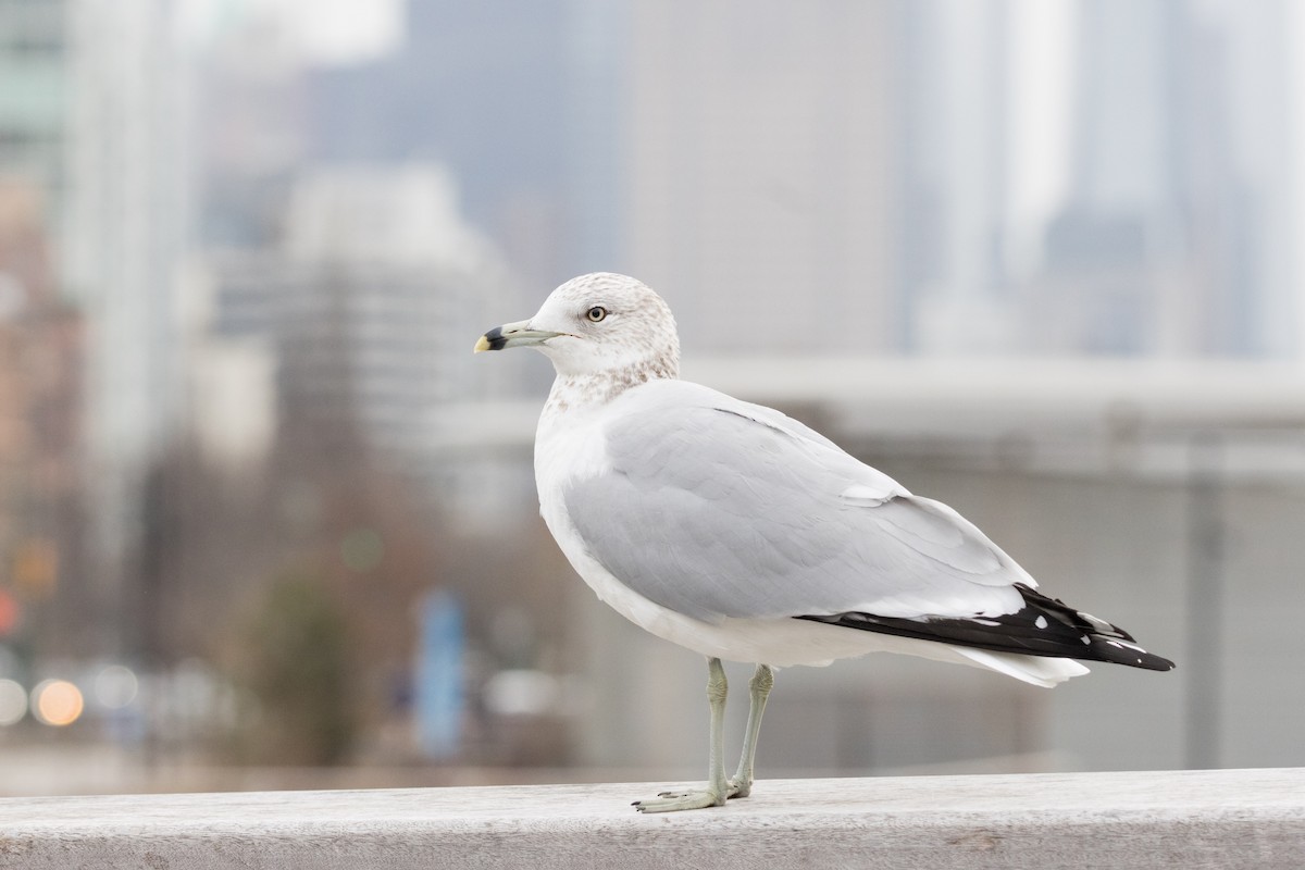 Ring-billed Gull - ML615413652