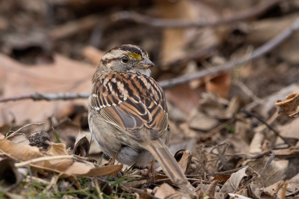 White-throated Sparrow - ML615413666