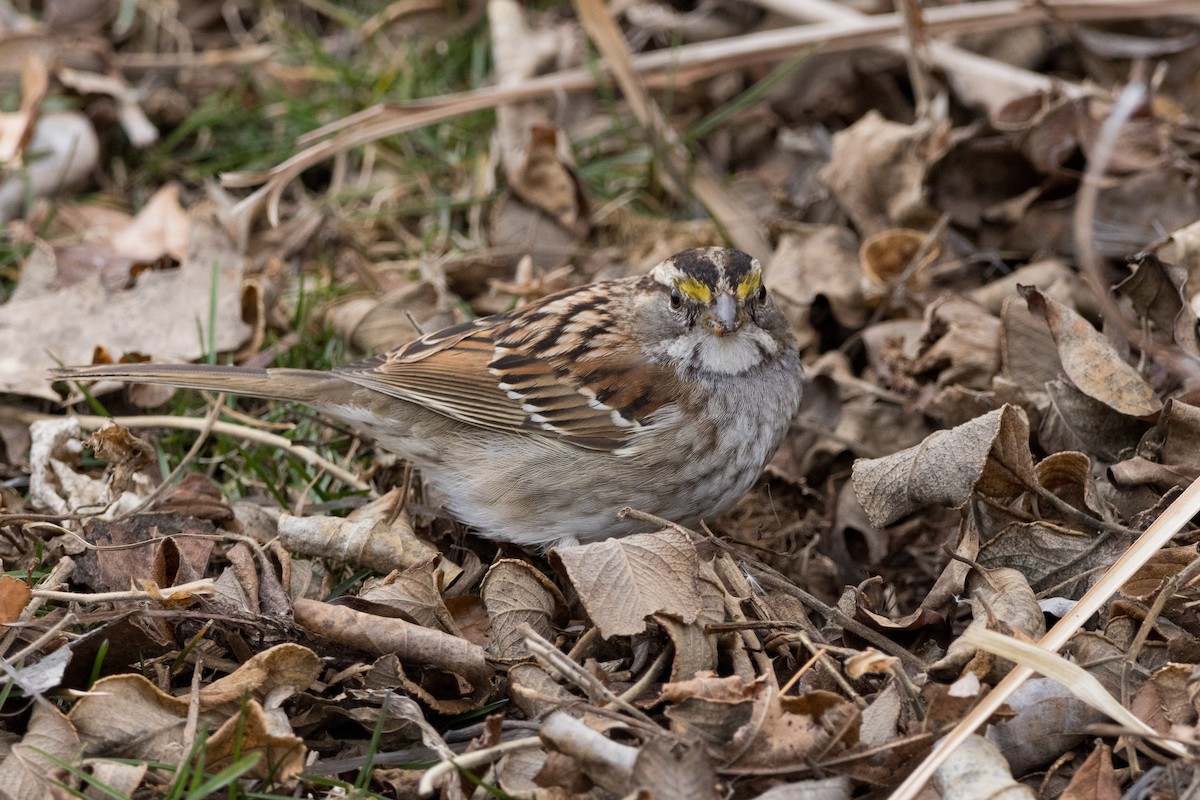 White-throated Sparrow - ML615413668