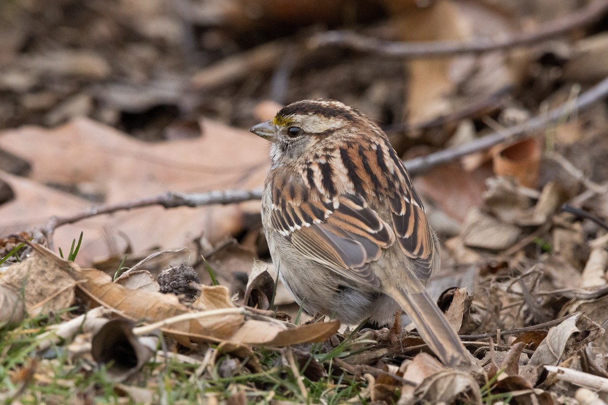 White-throated Sparrow - ML615413669