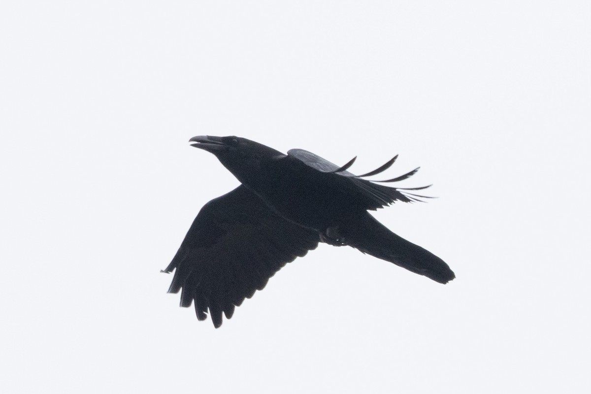 Common Raven - ML615413673