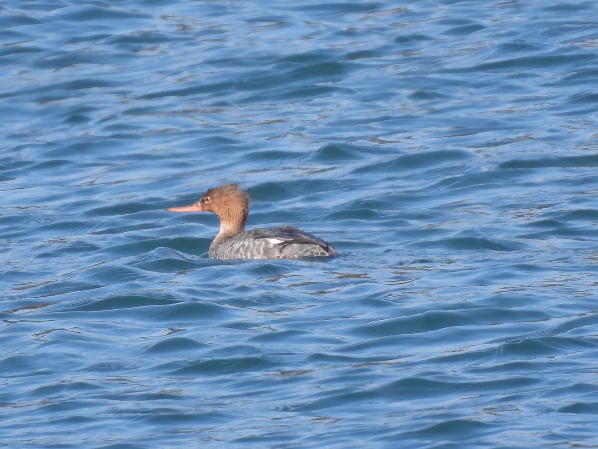 Red-breasted Merganser - ML615413674