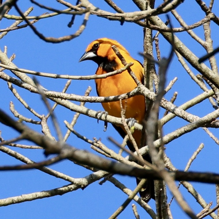 Altamira Oriole - Darryl Parker