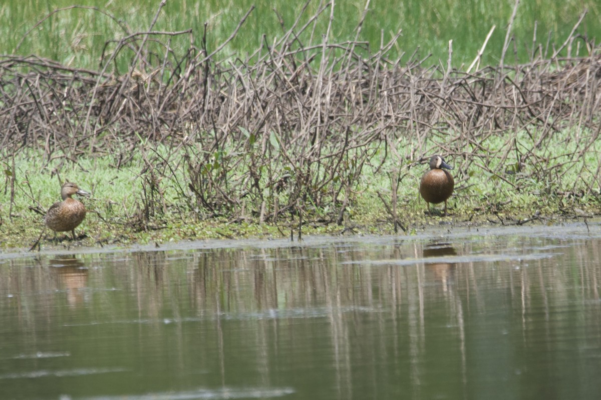 Blue-winged Teal - ML615413721