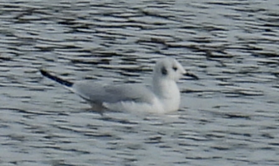 Mouette de Bonaparte - ML615413730