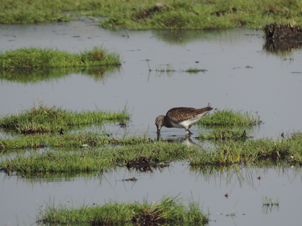 Long-billed Dowitcher - ML615413852