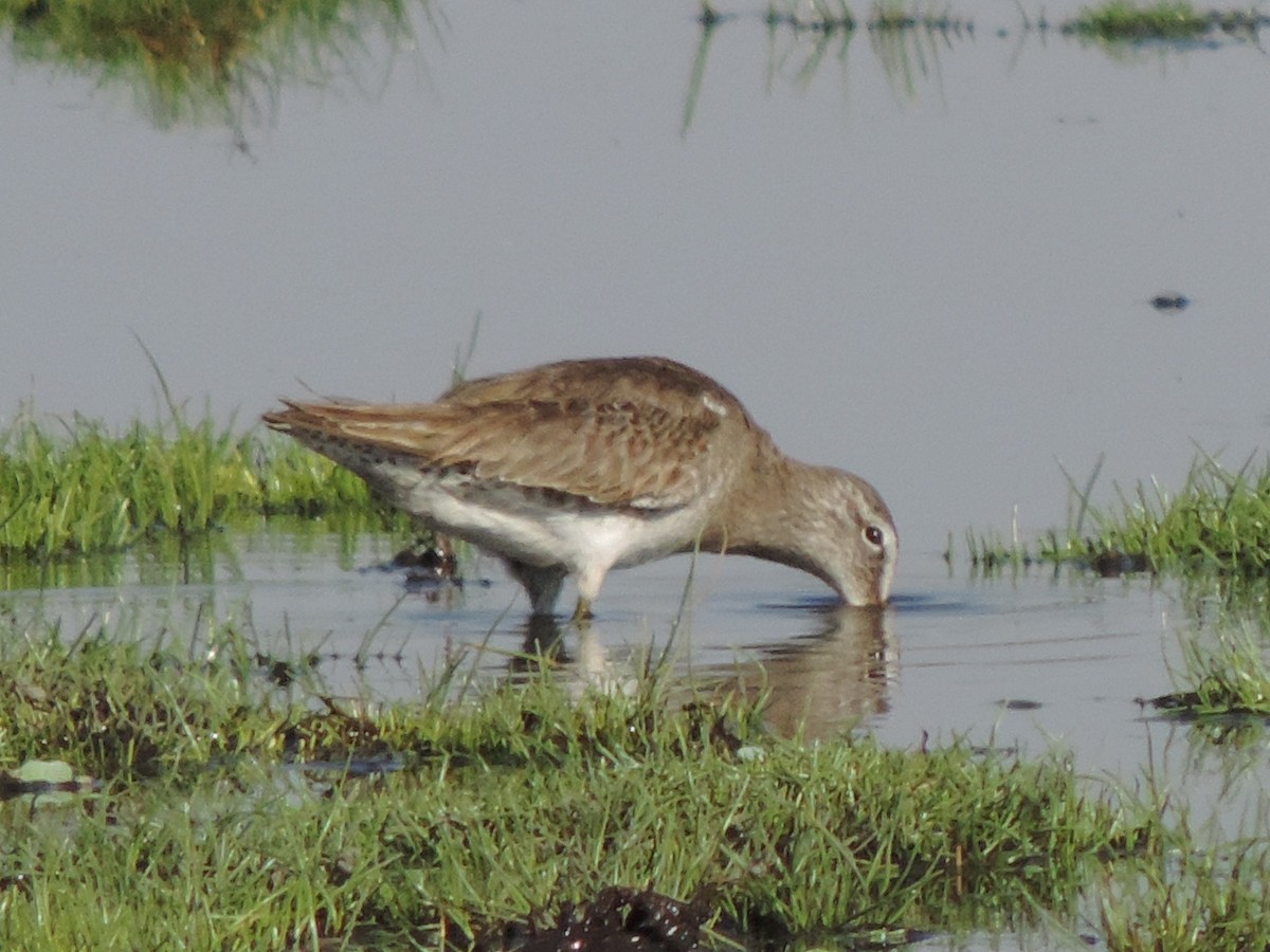 Long-billed Dowitcher - ML615413862