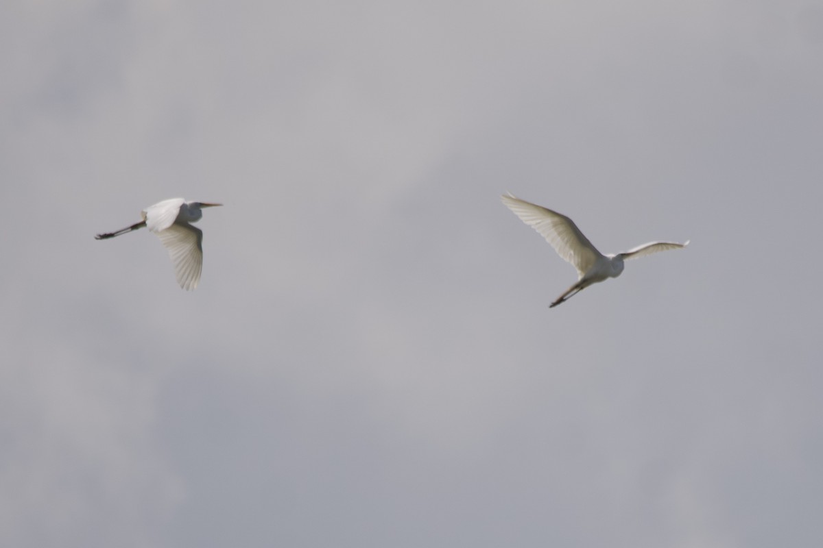 Great Egret - ML615413872