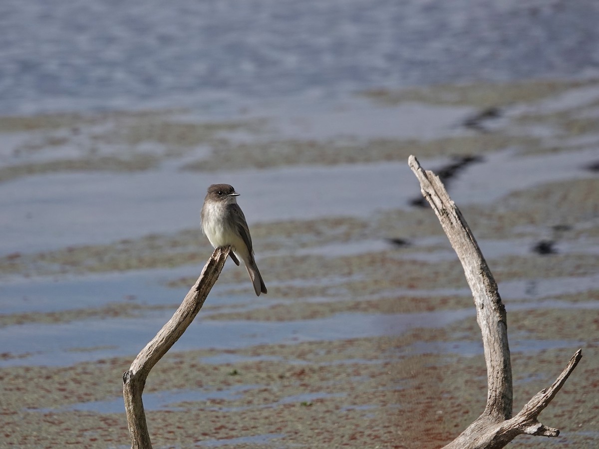 Eastern Phoebe - ML615413977