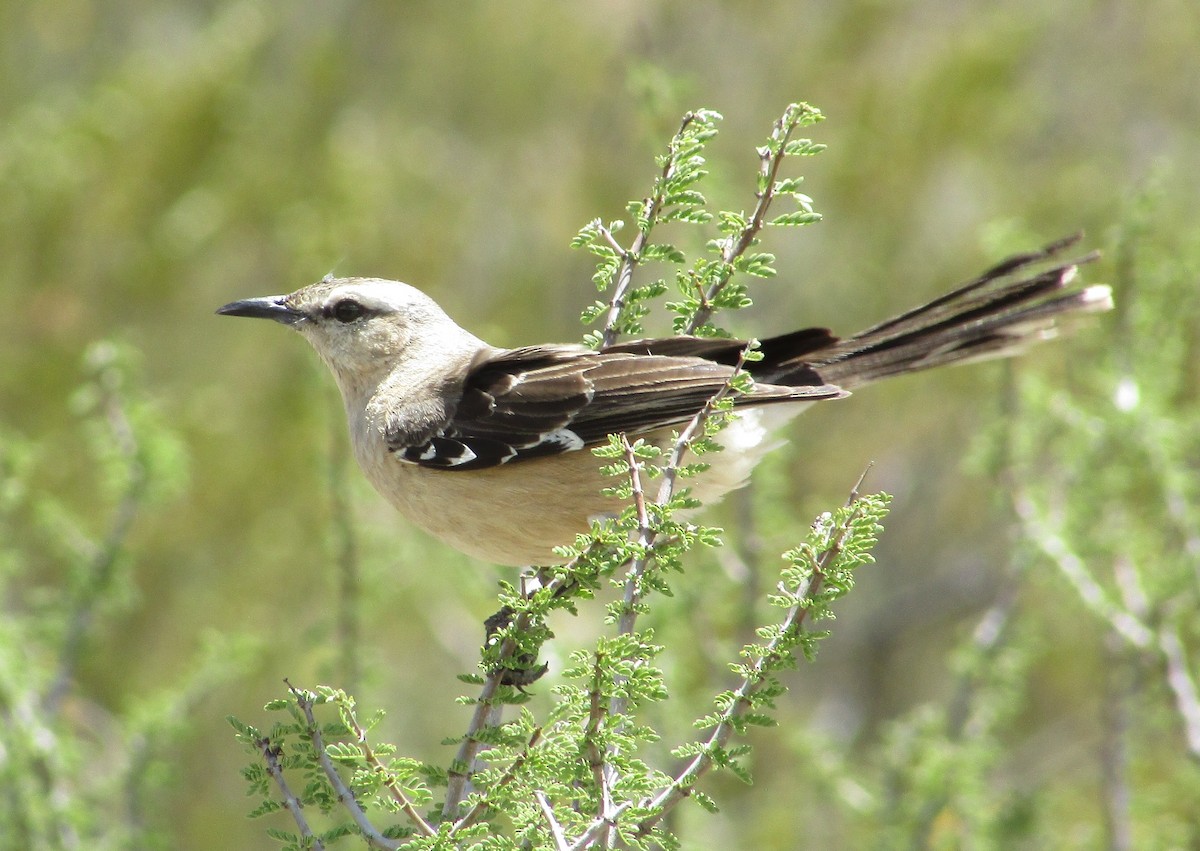 Patagonian Mockingbird - ML615414014