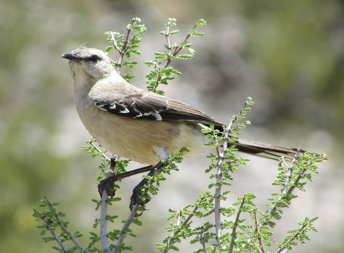 Patagonian Mockingbird - ML615414015