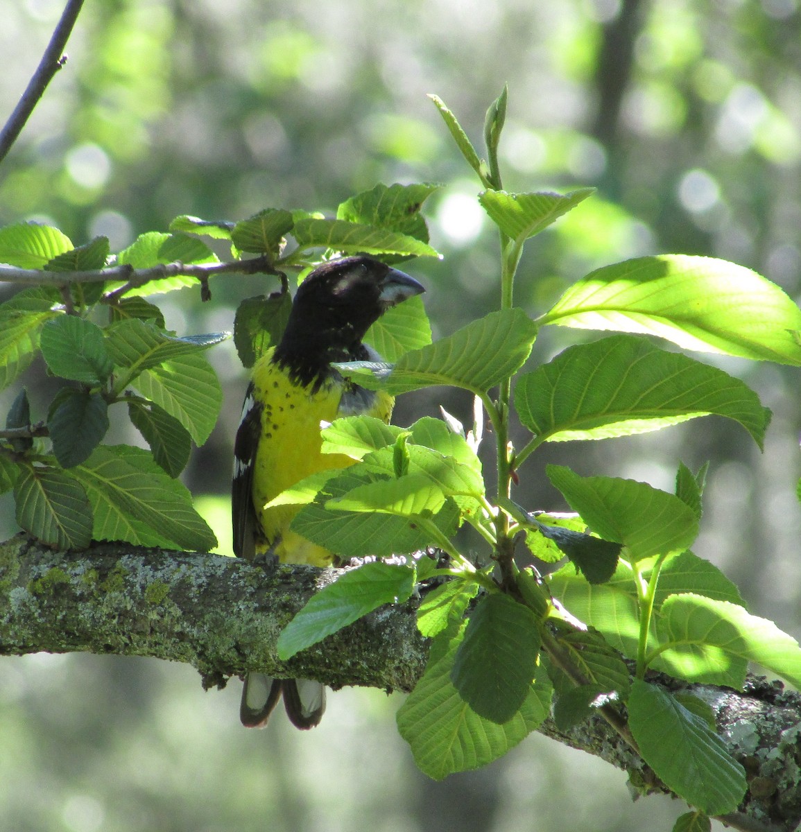 Black-backed Grosbeak - ML615414063