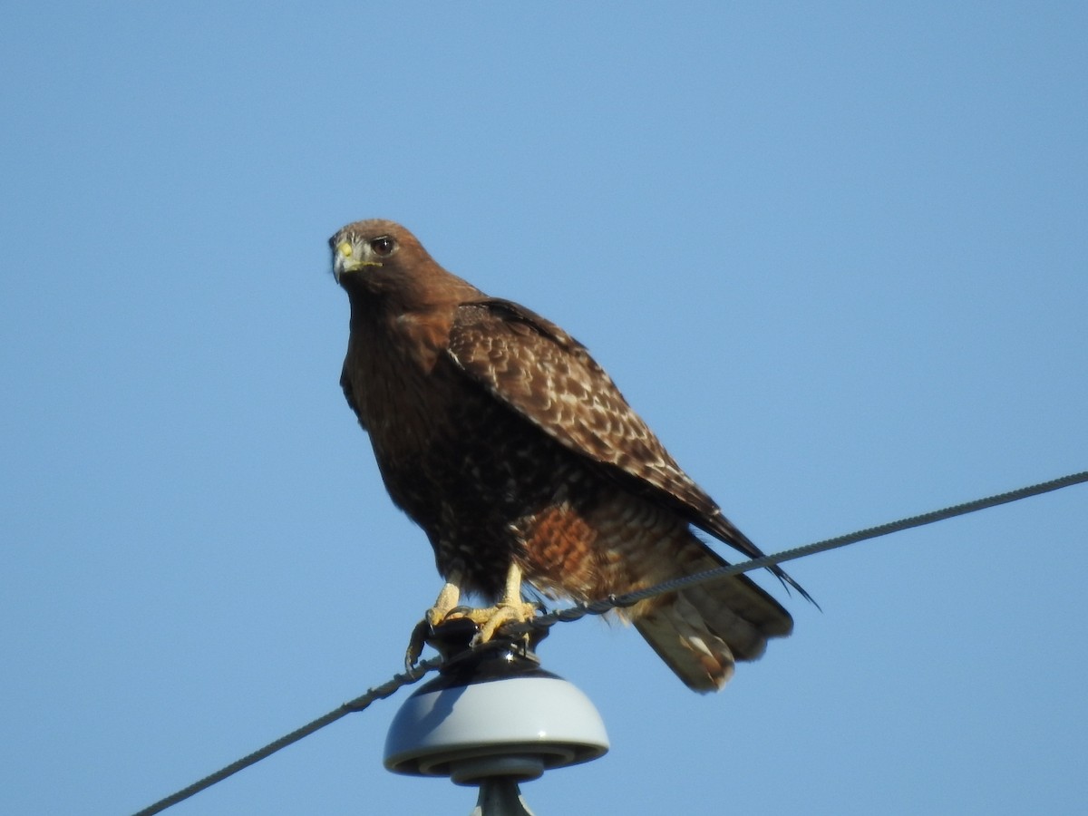 Red-tailed Hawk (calurus/alascensis) - ML615414092