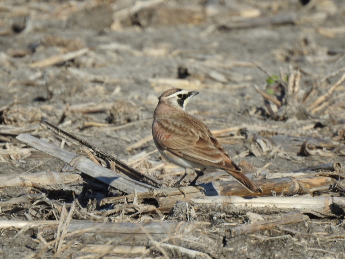 Horned Lark - ML615414126