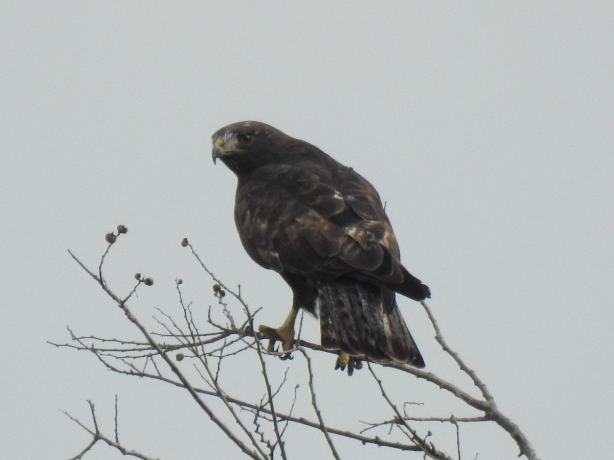 Red-tailed Hawk (Harlan's) - ML615414155