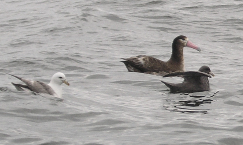 Albatros à queue courte - ML615414159