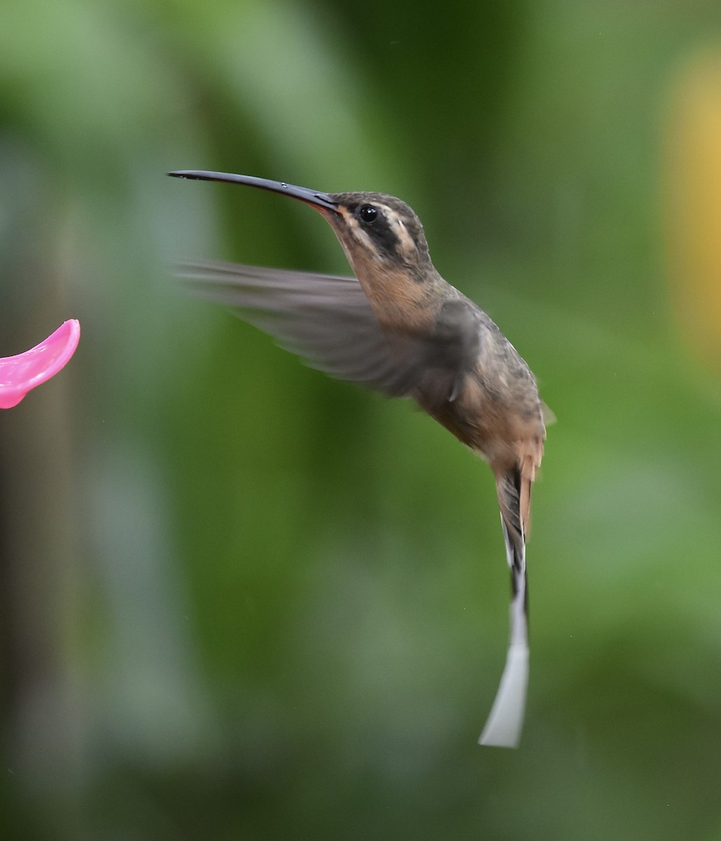 Planalto Hermit - ML615414164