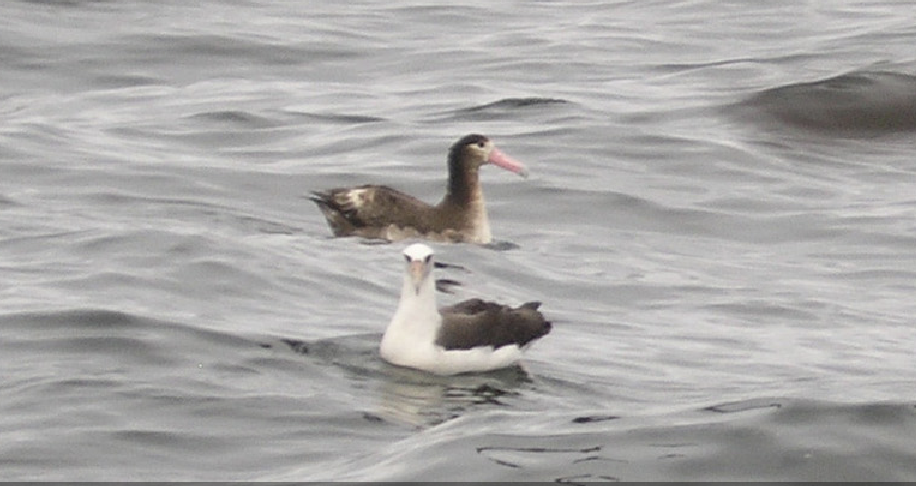 Albatros à queue courte - ML615414167
