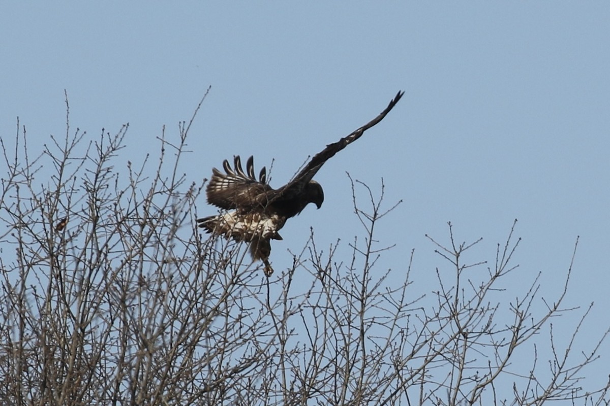 Rough-legged Hawk - Colin Dobson