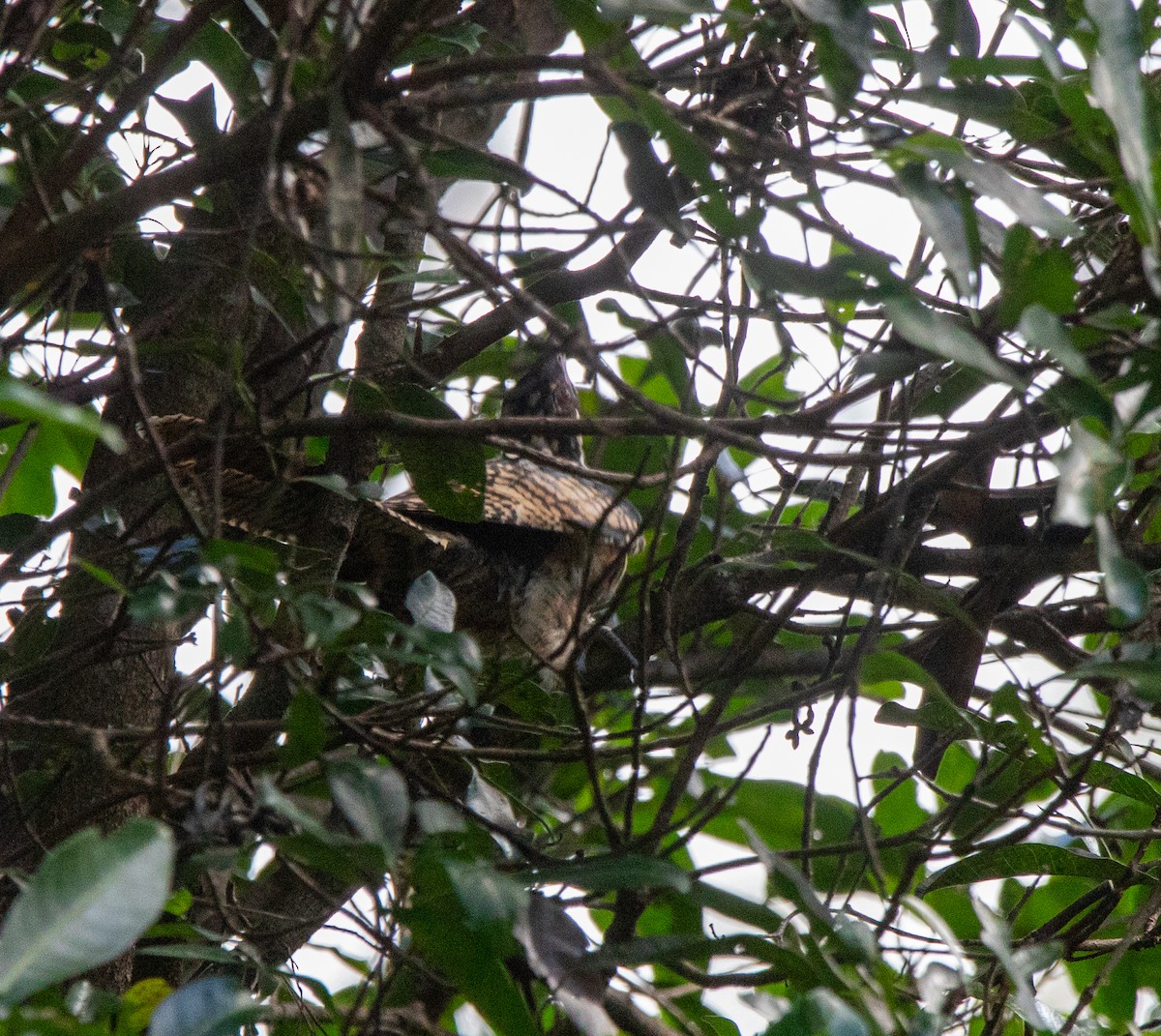 grånebbkoel (cyanocephalus/subcyanocephalus) - ML615414188