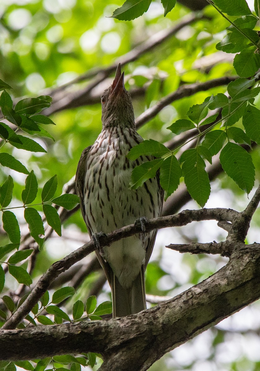 Olive-backed Oriole - ML615414229