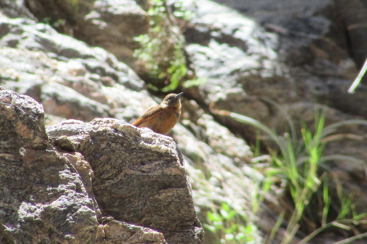 Cliff Flycatcher - ML615414249