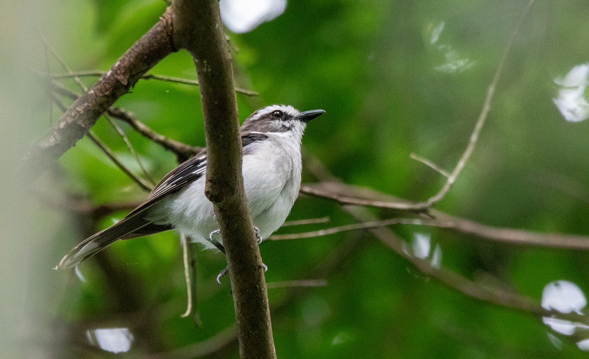 White-browed Robin - ML615414250